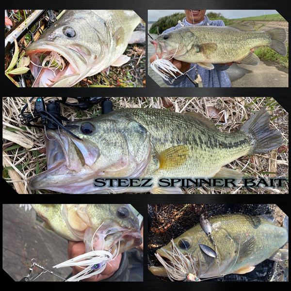 Daiwa Steez Spinnerbait 3/8oz DW Purple Shad