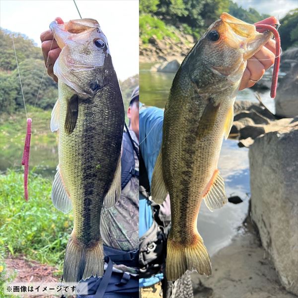 Daiwa Worm Steez Neko Straight Long 9inch Earthworm