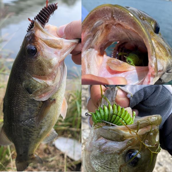 Daiwa Worm Move Bait 4.3inch Clear Pearl White